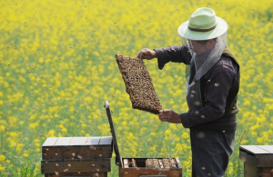 Production de miel en Chine